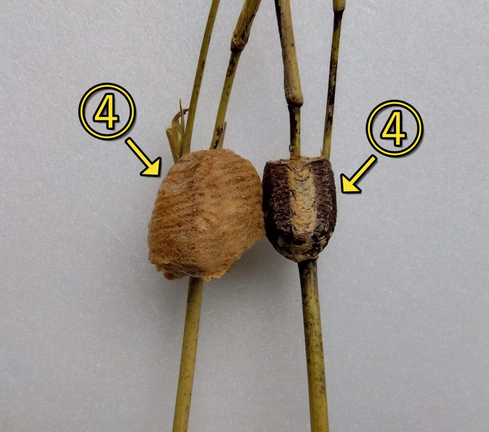 無精卵の可能性が高い2種類のカマキリの卵鞘（④）。左側が弾力がなく平べったいオオカマキリの卵鞘、右側が元気がなかったメスが産んだハリの弱いハラビロカマキリの卵鞘の写真。