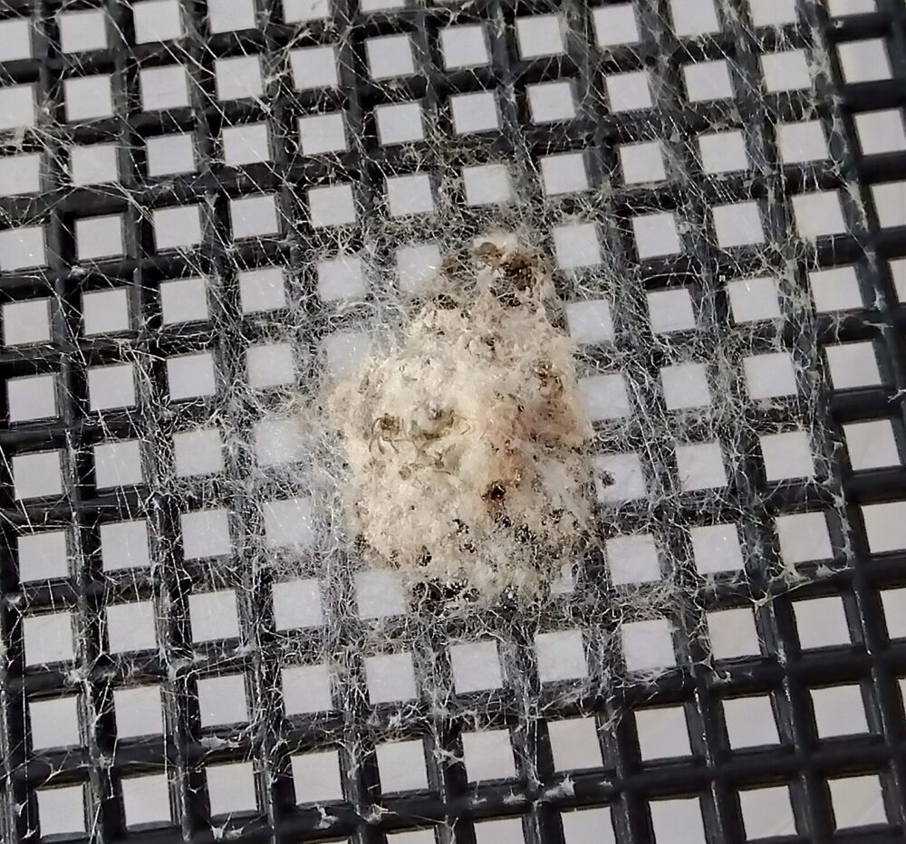 5月16日に孵化が確認された室内のジョロウグモの卵鞘。黒い格子の網の上にあり、周囲に薄い糸が広がり、中央の白い卵鞘には子グモたちが脱出したあとの小さな穴やボコボコとしたへこみが見られる写真。
