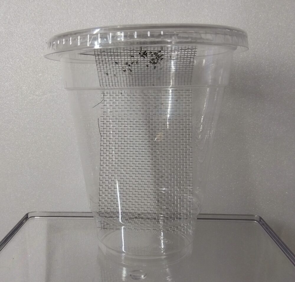 透明なプラスチックカップの中に入れられたネットに群がるジョロウグモの赤ちゃんの集まり