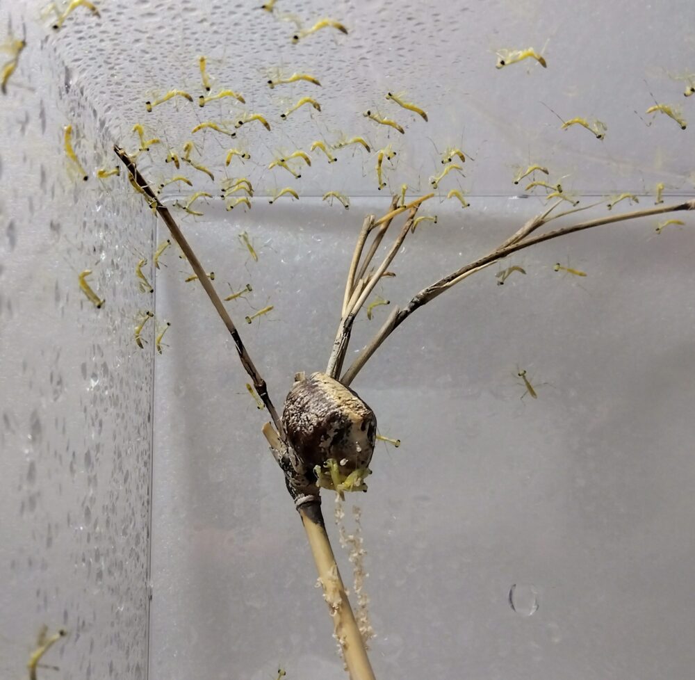 飼育ケースの中央にあるハラビロカマキリの卵鞘から孵化した、透き通るような綺麗で薄い緑色をした約80匹の赤ちゃん(1齢幼虫)たちが、ケースの天井や壁、足場の枝にびっしりと張り付いて静止している様子の写真。