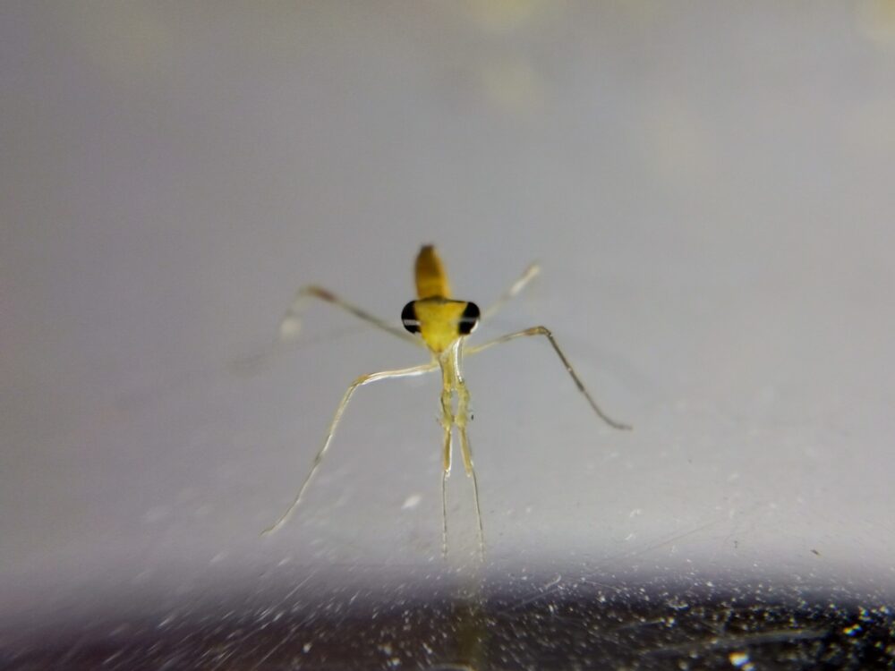 孵化から数時間が経過し、正面からカメラをキッと見つめるハラビロカマキリの生まれたて(1齢幼虫)の超拡大マクロ写真。大きな黒い複眼と折りたたまれたカマが鮮明に写っている。