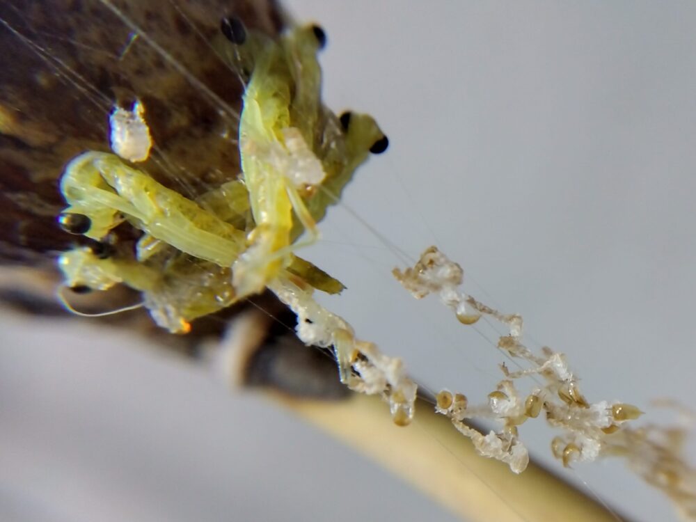 ハラビロカマキリの卵鞘の出口付近を拡大したマクロ写真。無事に孵化して残された白い前幼虫の脱皮殻の束と、出口の混雑などにより最後の脱皮(殻から脚を抜く段階)で引っかかり、脱皮不全で力尽きてしまった透き通る黄緑色の赤ちゃん(1齢幼虫)の姿。