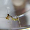 透明なプラスチックカップの縁に立ち、捕獲したショウジョウバエを前脚（カマ）で抱えて食べている、孵化直後の小さなハラビロカマキリの幼虫のクローズアップ写真。