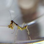 透明なプラスチックカップの縁に立ち、捕獲したショウジョウバエを前脚（カマ）で抱えて食べている、孵化直後の小さなハラビロカマキリの幼虫のクローズアップ写真。