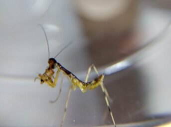 透明なプラスチックカップの縁に立ち、捕獲したショウジョウバエを前脚(カマ)で抱えて食べている、孵化直後の小さなハラビロカマキリの幼虫のクローズアップ写真。