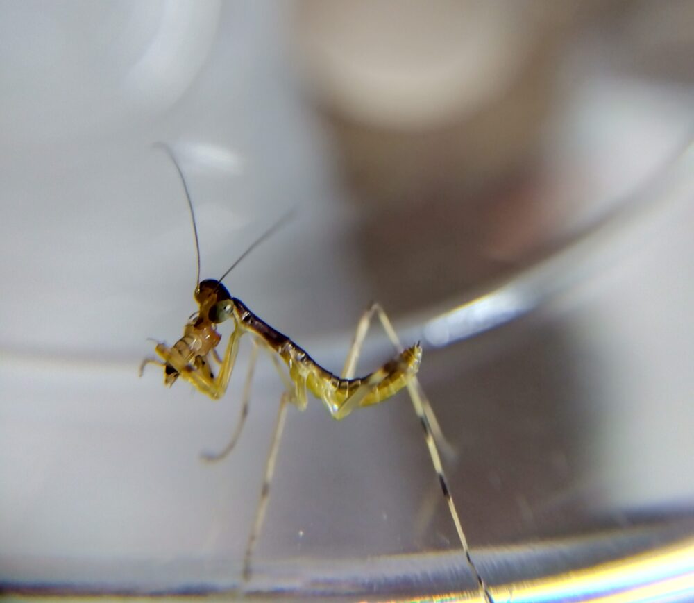 透明なプラスチックカップの縁に立ち、捕獲したショウジョウバエを前脚（カマ）で抱えて食べている、孵化直後の小さなハラビロカマキリの幼虫のクローズアップ写真。