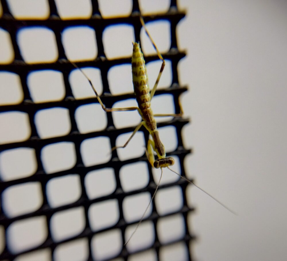 脱皮前日（6月4日の午後2時過ぎ）のハラビロカマキリの1齢幼虫のマクロ写真。黒い鉢底ネットの足場に逆さまに掴まっており、翌朝3時過ぎの脱皮を控えてエサ（キイロショウジョウバエ）を見向きもしない拒食状態の姿。お腹がパンパンに膨らんでいる。