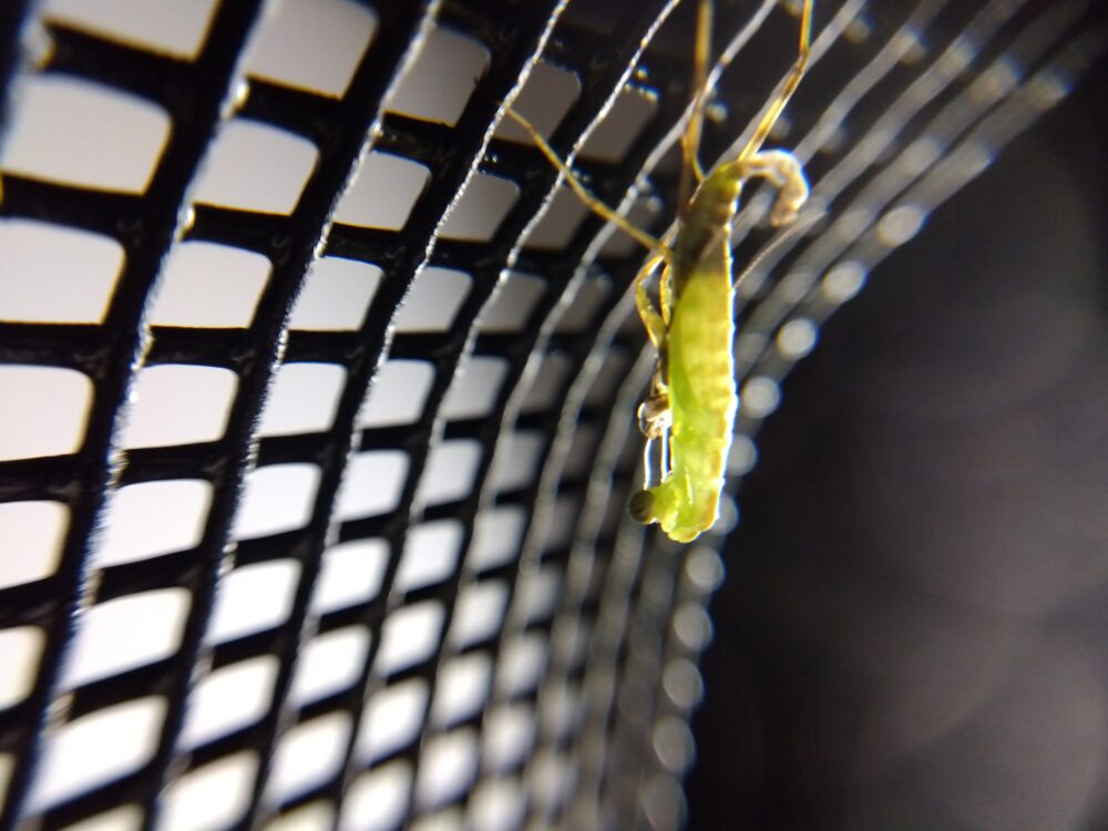 ネットにぶら下がりながら脱皮するハラビロカマキリの幼虫。背中からお尻にかけて皮が裂け、頭部や触角、下を向いた前脚（カマ）が抜け出し始めているマクロ写真。