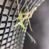 脱皮に成功したハラビロカマキリ。折りたたまれていたカマ（前脚）をゆっくりと広げ、関節の動きを確かめるように網にかけていくマクロ写真。お尻から外れかかった古い抜け殻が、そのドラマチックな成功を物語っている。