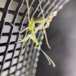 脱皮に成功したハラビロカマキリ。折りたたまれていたカマ（前脚）をゆっくりと広げ、関節の動きを確かめるように網にかけていくマクロ写真。お尻から外れかかった古い抜け殻が、そのドラマチックな成功を物語っている。