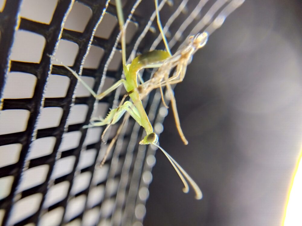脱皮に成功したハラビロカマキリ。折りたたまれていたカマ（前脚）をゆっくりと広げ、関節の動きを確かめるように網にかけていくマクロ写真。お尻から外れかかった古い抜け殻が、そのドラマチックな成功を物語っている。