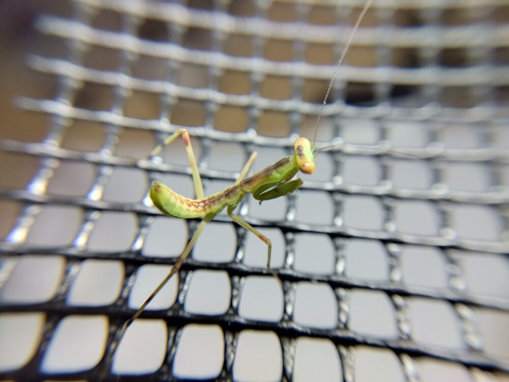 1齢期から脱皮して2齢期になり3日ほど経過したハラビロカマキリの幼虫。お腹の色が鮮やかな黄緑色に変化し、お尻をピンと上へ反り返らせる独特のポーズで網にとまっているマクロ写真。