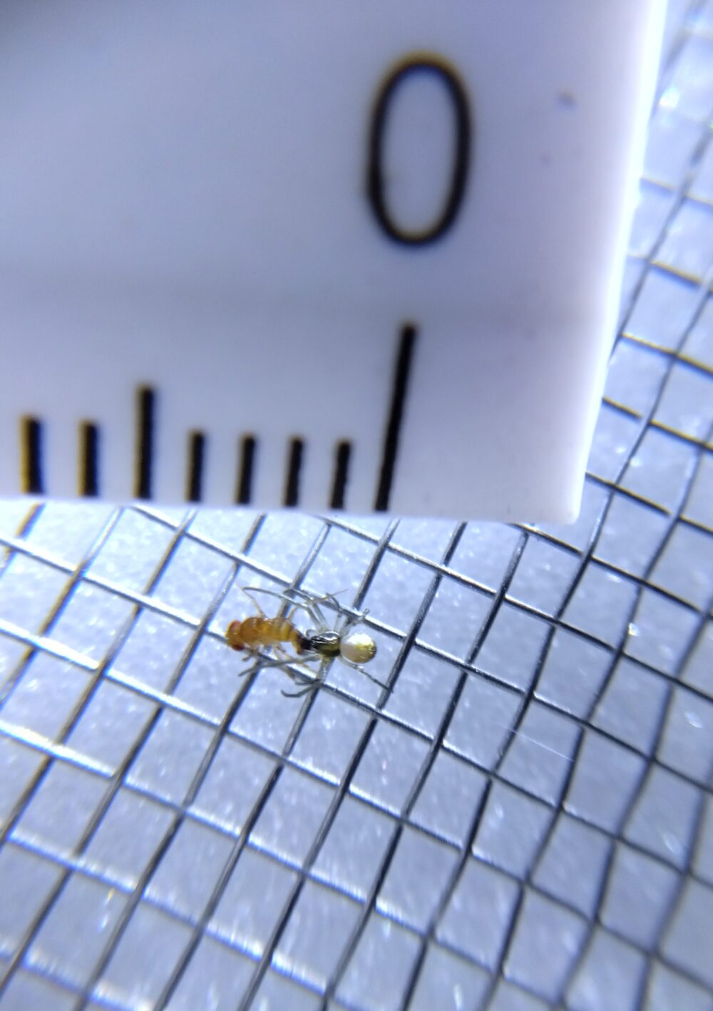金網の上で獲物を捕食している小さなジョロウグモの幼生と、その大きさを比較するために添えられた定規のマクロ写真。クモの体長が2mm弱であることが分かる。