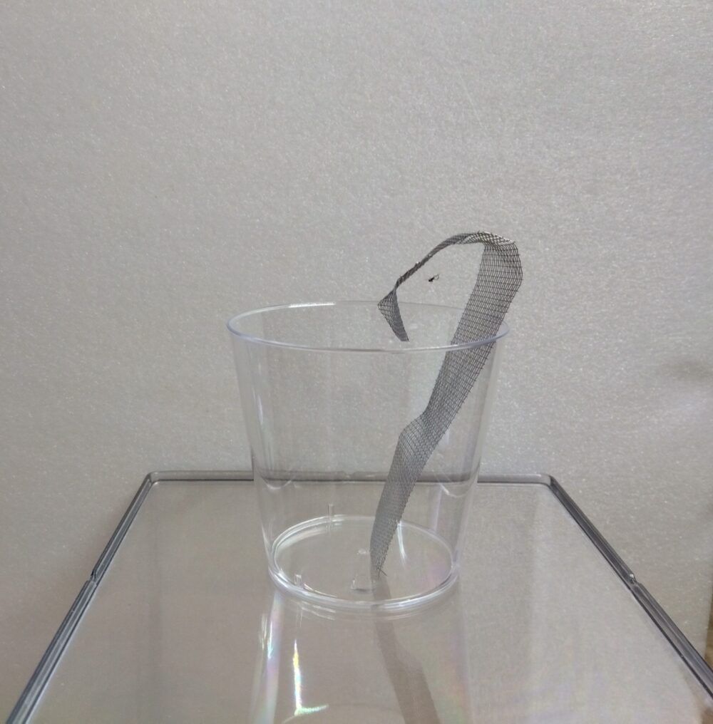 透明なプラカップに差し込まれた細長い金網のアーチと、その金網に糸を張って静止している極小のジョロウグモの赤ちゃんの飼育環境全体写真