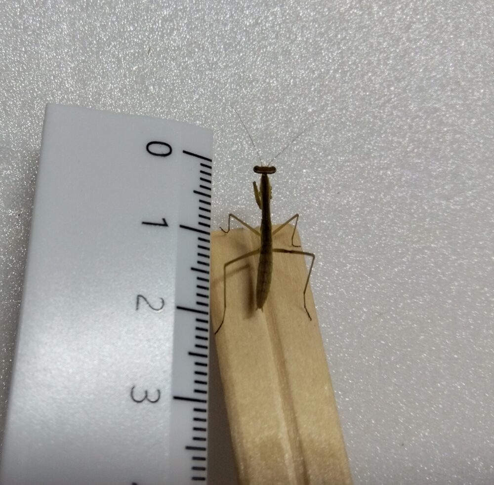 定規で体長を測るハラビロカマキリの2齢幼虫。体長約2センチで、お尻が真っ直ぐ細長いグレー(褐色)の個体