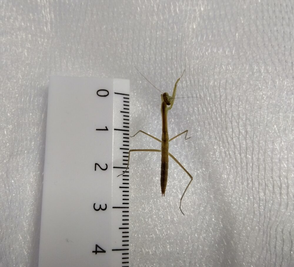 3回目の脱皮を終えて3齢期に入ったハラビロカマキリのグレー(褐色)幼虫。定規で測定して体長約2.7センチに成長した姿