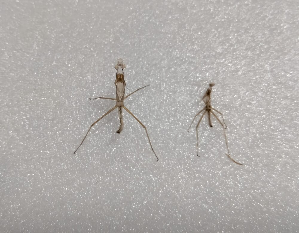 ハラビロカマキリのグレー(褐色)個体が3回目の脱皮に成功した時の抜け殻。2匹分の抜け殻が並んでいる様子