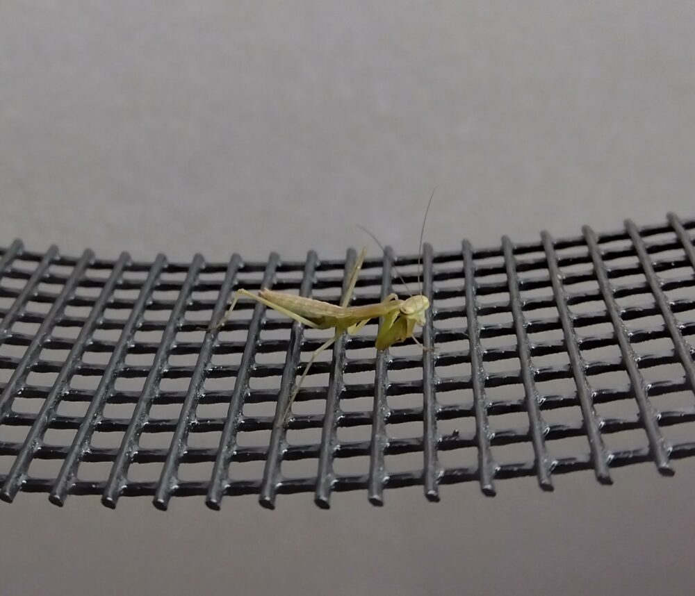 ハラビロカマキリのグレー個体の横顔。背中側が褐色(グレー)で、お腹側が薄い黄緑色になっている色合いの特徴