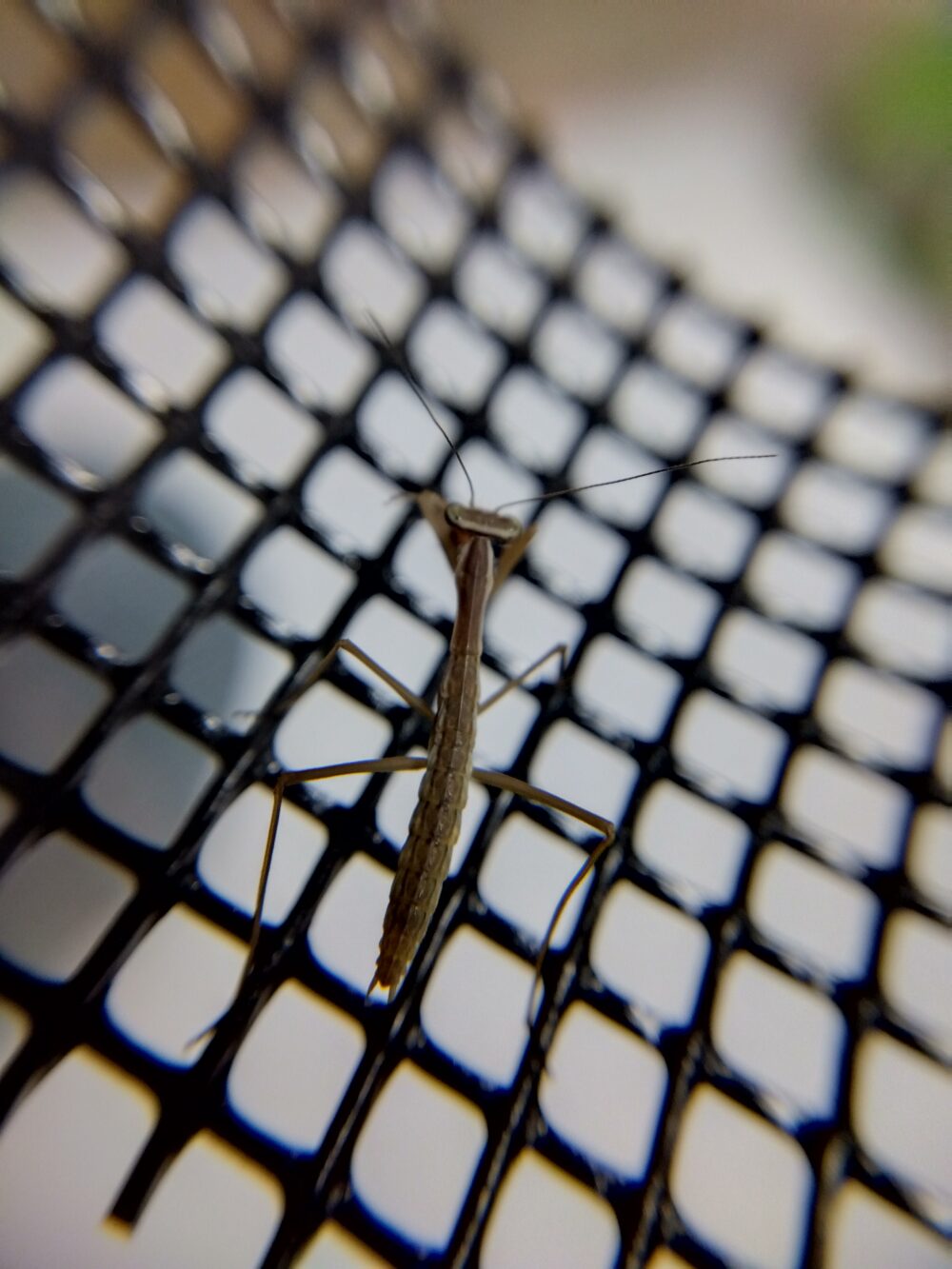 ハラビロカマキリの孵化5日目の幼虫。100匹中2匹だけ見つかったグレー(褐色)で細長い体の個体
