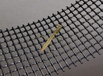 ブログのアイキャッチ画像：ハラビロカマキリの孵化で見つかった珍しいグレー（褐色）で細長いお腹の幼虫