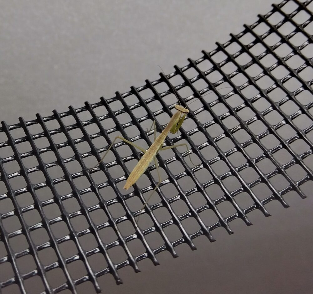 ブログのアイキャッチ画像：ハラビロカマキリの孵化で見つかった珍しいグレー（褐色）で細長いお腹の幼虫