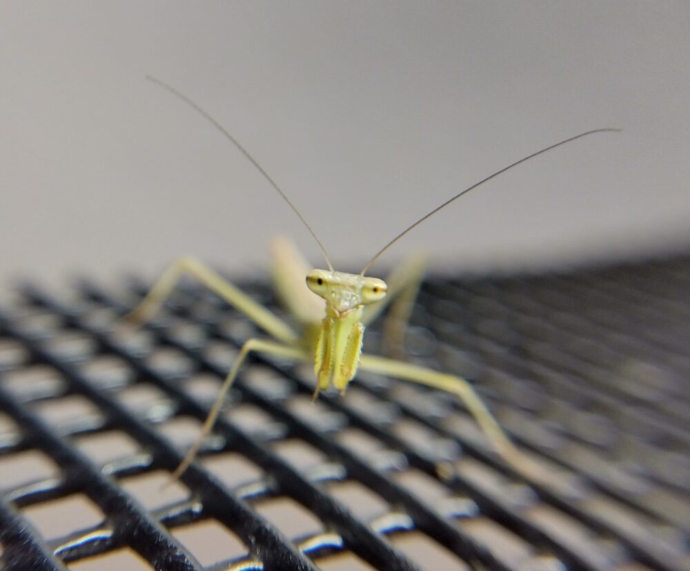 ハラビロカマキリのグレー(褐色)幼虫を正面から捉えたアップ写真。カメラをまっすぐ見つめる三角形の顔と長い触角