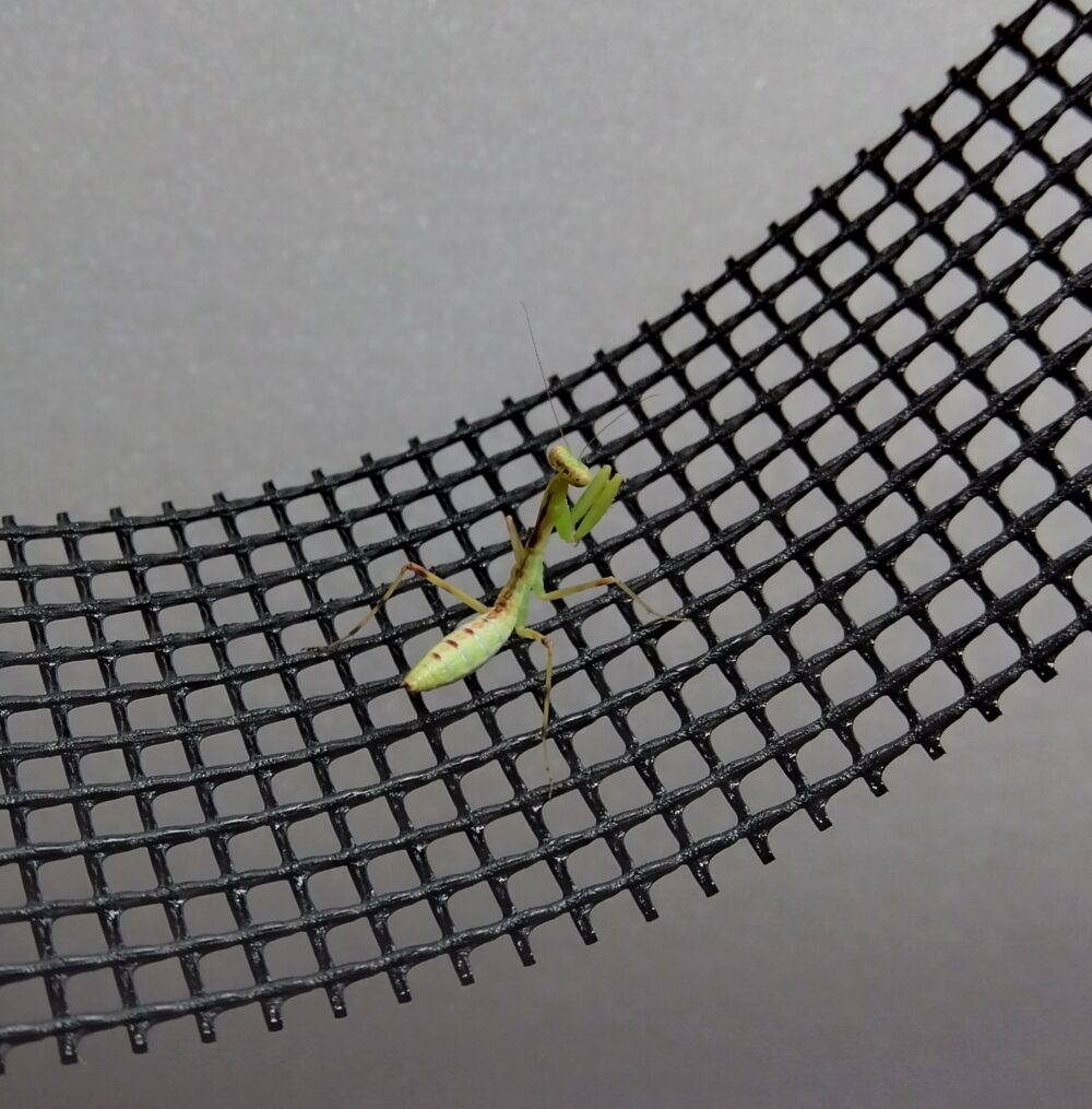 ハラビロカマキリの典型的な緑色の幼体。お腹がぷっくりと膨らみ、お尻が上に反り返っている特徴的な姿