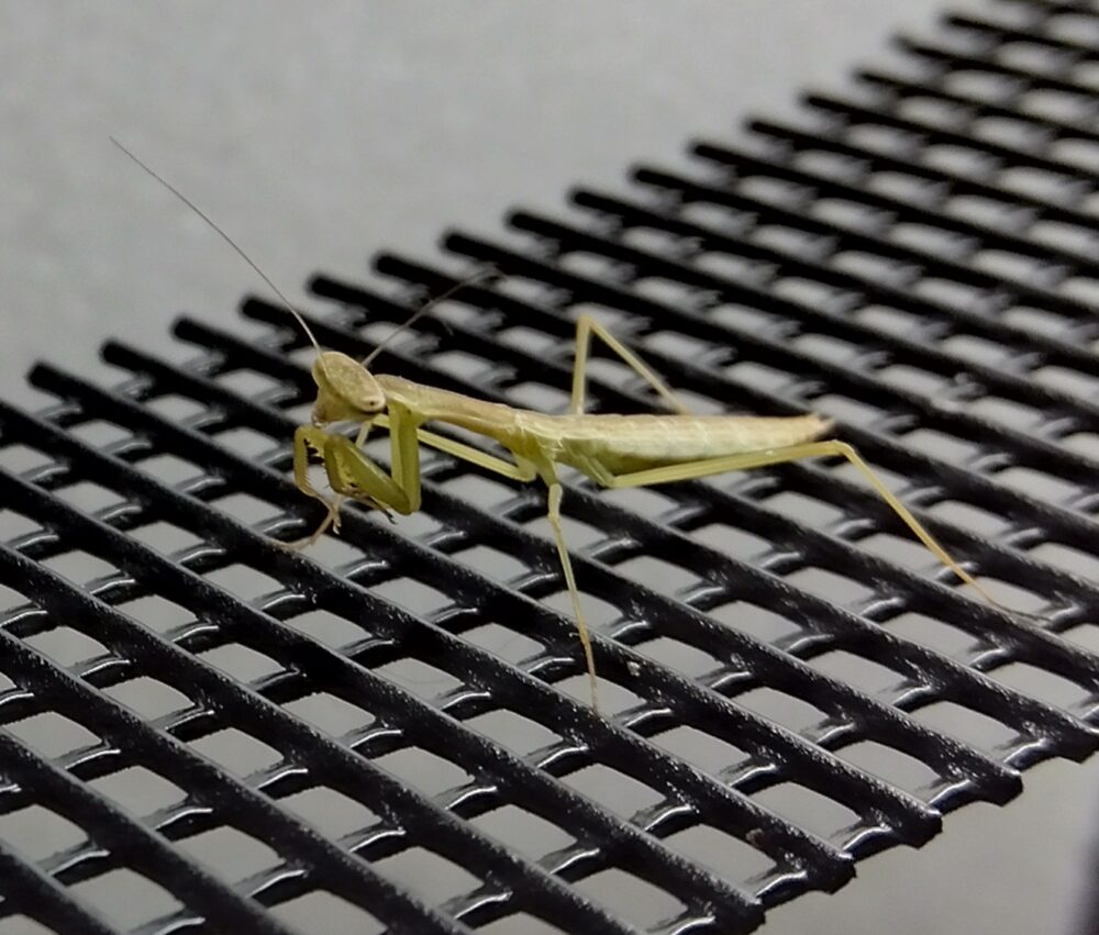ハラビロカマキリのグレー幼虫の真横からの姿。お腹がぷっくりせず真っ直ぐに細長く伸びた、オスの特徴を思わせる体型
