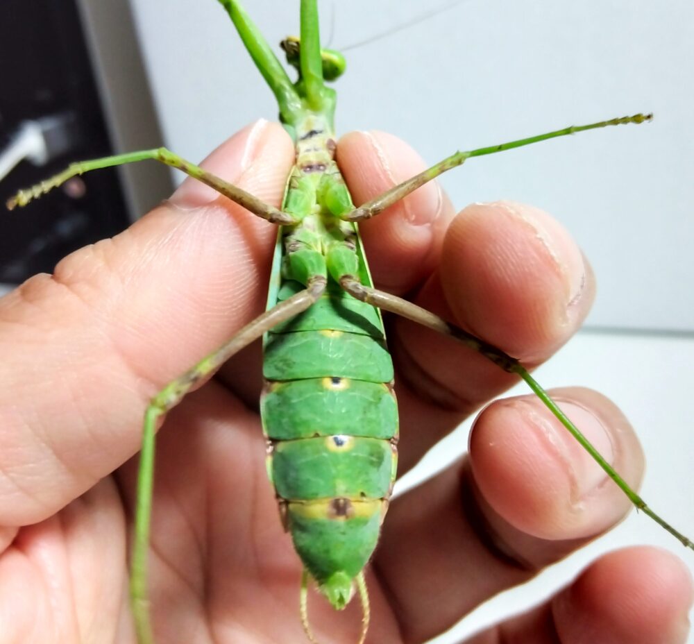 ハラビロカマキリメスの特徴である、お腹が大きく横に広がっている様子を腹側から見た写真。人の指で優しく持たれている。