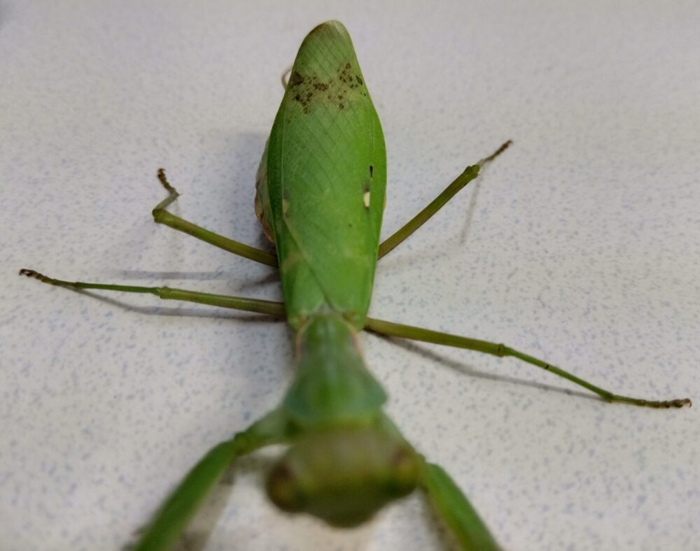 ハラビロカマキリの特徴である翅の白い斑点が確認できる背面写真。