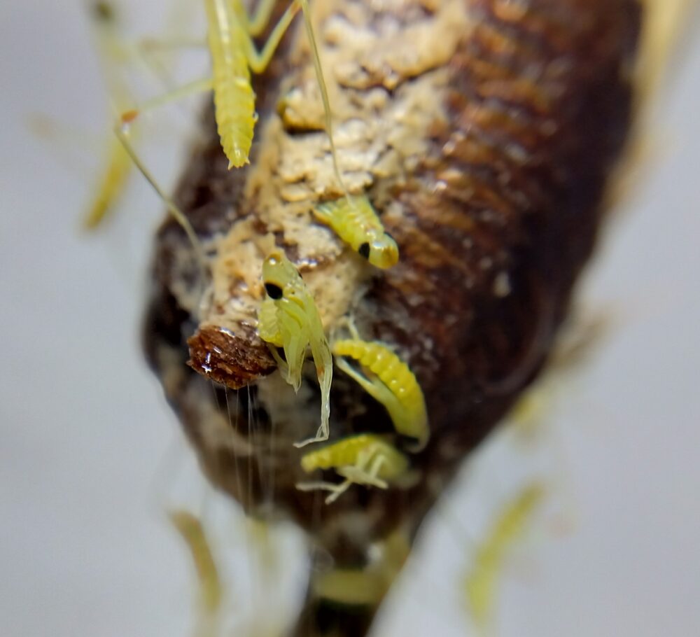ハラビロカマキリの卵鞘から、黄緑色の小さな前幼虫たちが一斉に孵化して這い出してくる瞬間の接写写真。