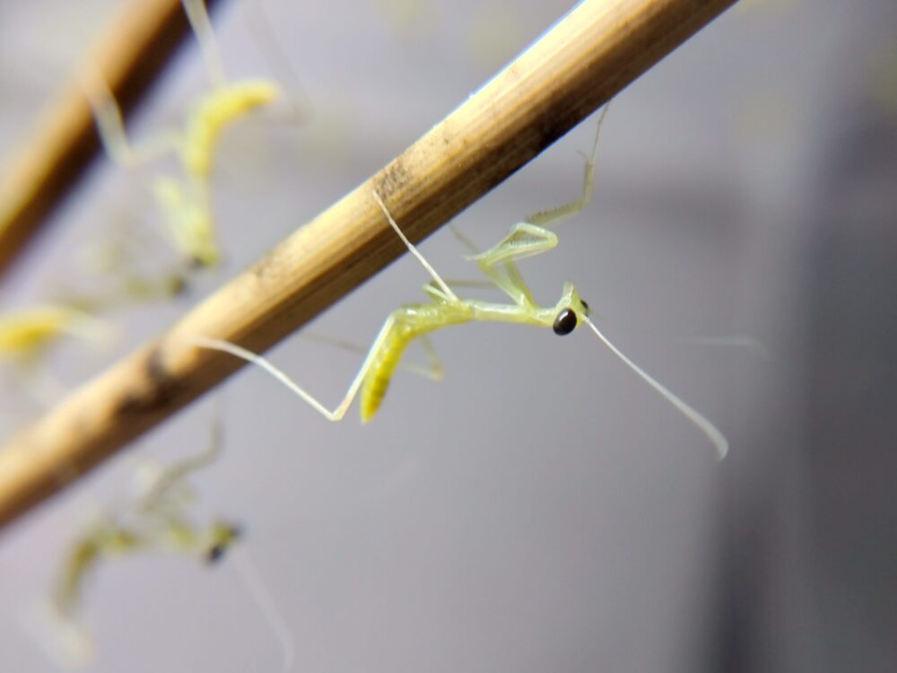 孵化して間もない、薄い半透明なグリーンの体をしたハラビロカマキリの1齢幼虫。木の枝にぶら下がっている背面からの接写写真。