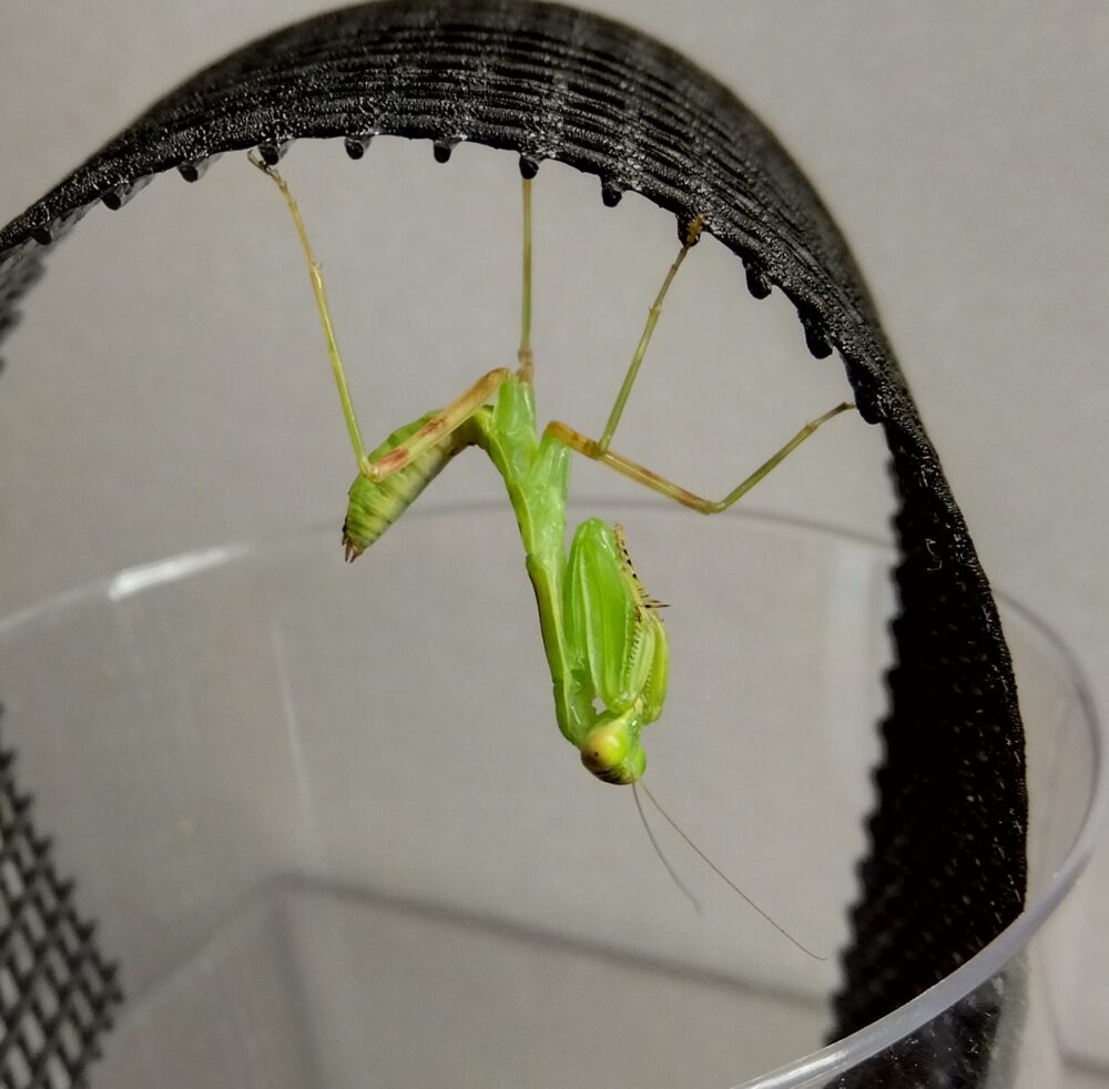 ハラビロカマキリの4齢期幼虫が足場にぶら下がり、お尻を上向きにピンと反り返らせているポーズの写真。