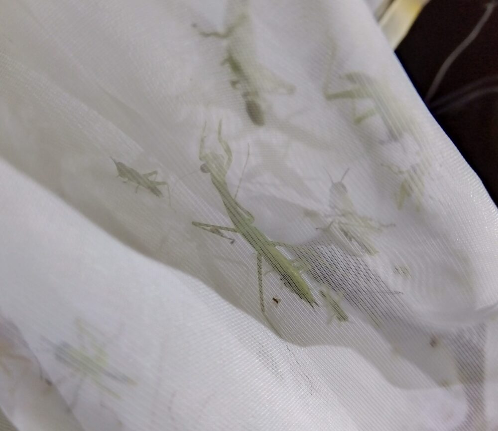 夜間採集で白い虫取り網に捕獲された、バッタの幼体と数匹のオオカマキリの幼体