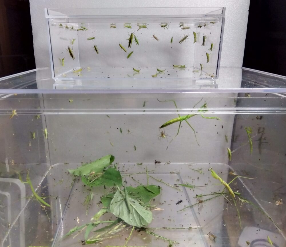 自宅裏の草むらで白い虫取り網を1分間振り回して捕獲した、大量のバッタ幼体と3匹のオオカマキリ幼体が収まったクリアケース