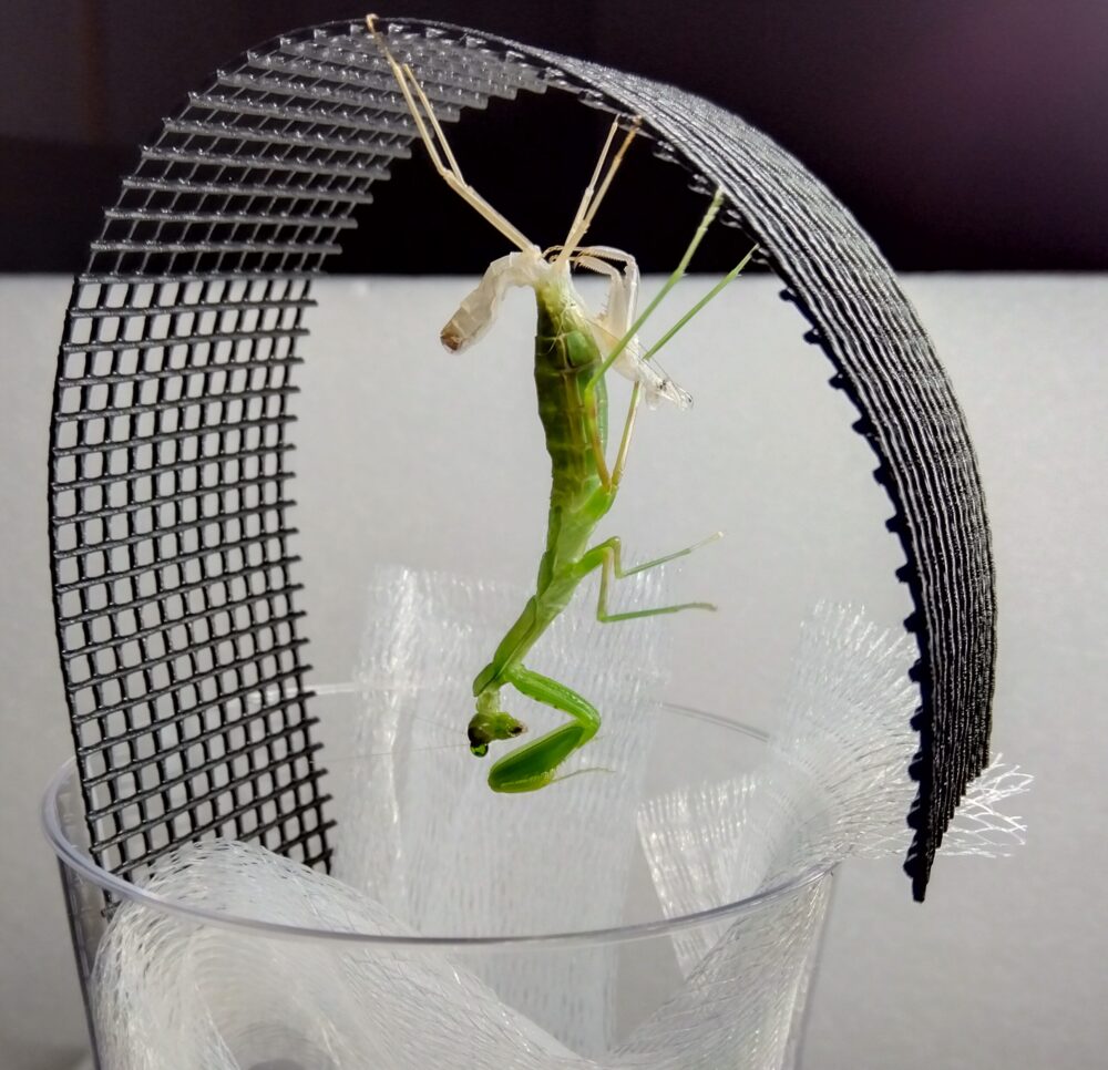 ハラビロカマキリの4齢幼虫が脱皮して5齢期になった姿。天井のネットにぶら下がっている脱皮殻と、その下に静止している緑色の新しい体。