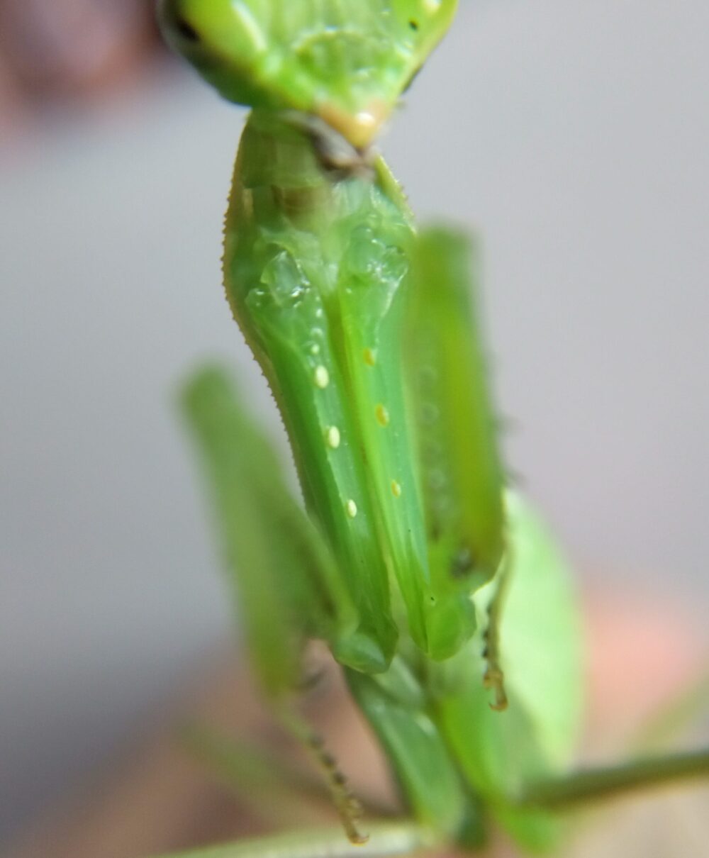ハラビロカマキリの前脚(カマ)の基部にある黄色いトゲ状の突起を拡大した接写写真。