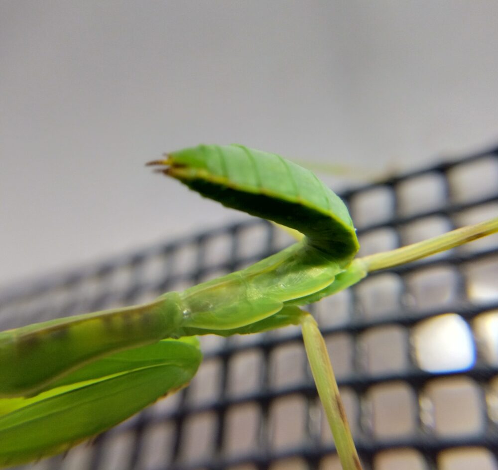 6齢期(亜終齢)を迎えたハラビロカマキリの幼虫。背中(胸部の後ろ)に小さな羽の芽(翅芽)が膨らみ始めている様子を横から捉えたマクロ写真。