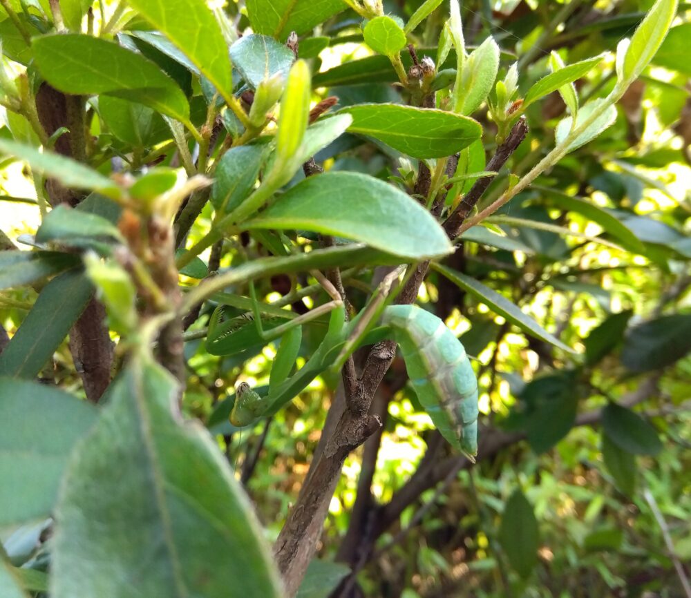 木の枝にとまり、周囲の葉と見事に同化した7齢(終齢)のハラビロカマキリのメス。鮮やかな緑色の体が自然に溶け込んでいる。
