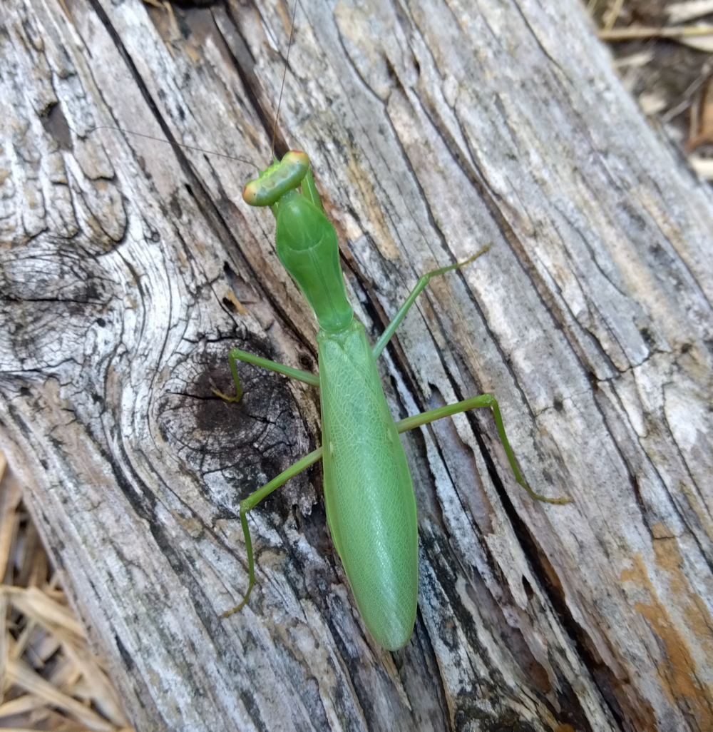 風化した古木の上に留まる、鮮やかな緑色のハラビロカマキリの成虫(メス)。緑色の前翅のほぼ中央、左右両方に、本種の特徴である小さな白い斑点(stigma)がはっきりと見えている。木目の荒いグレーの背景に緑色の体が対比されている。