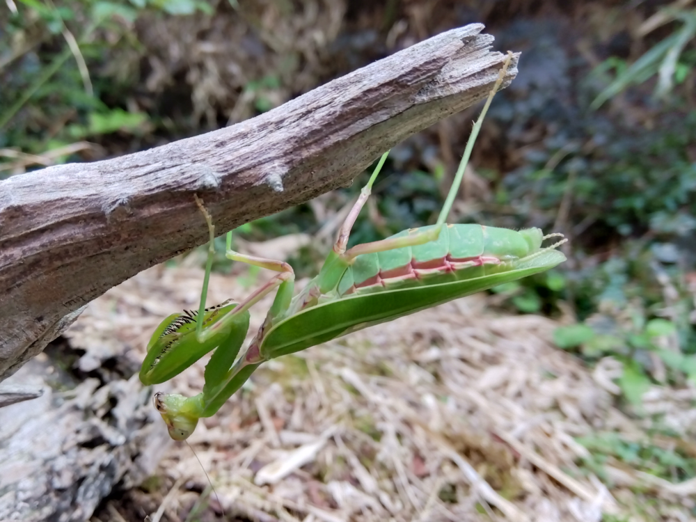 朽ち木に、逆さにぶら下がっているハラビロカマキリのメス。お腹が膨らんで大きいのがメスの特徴が分かる。