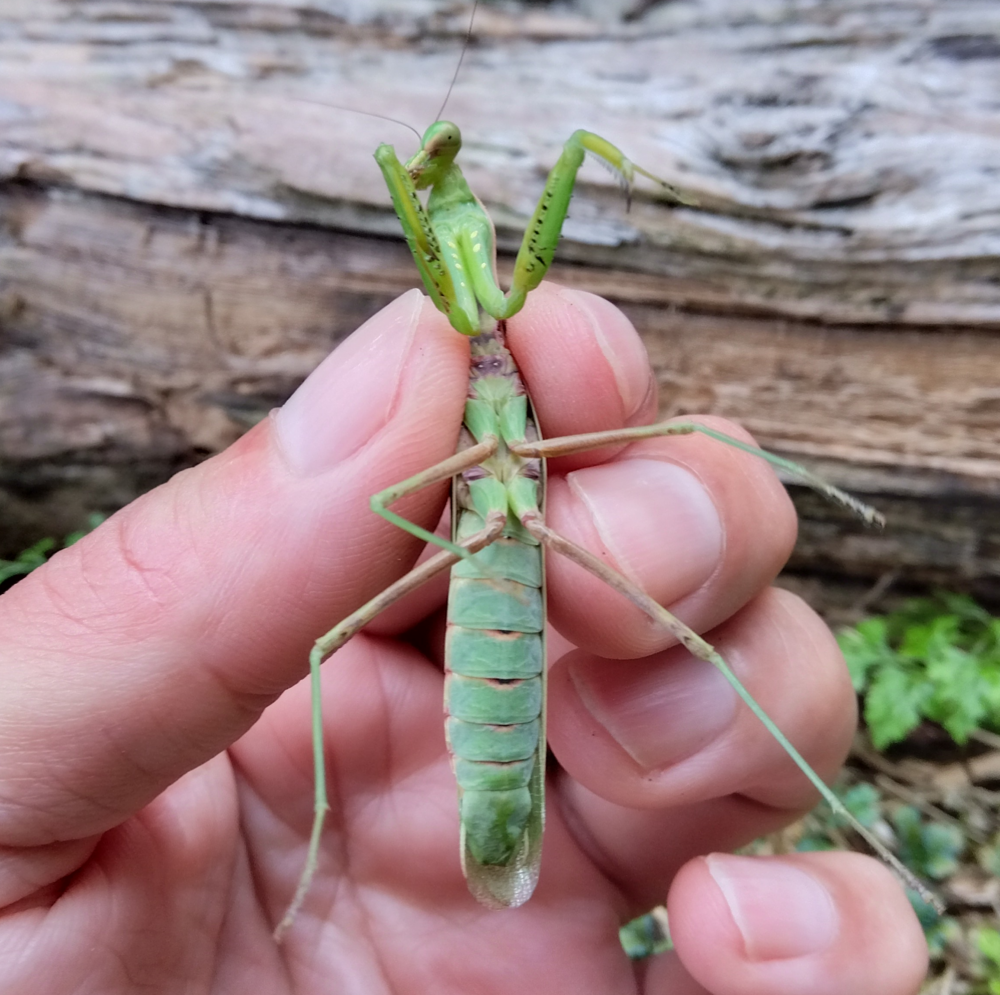 ハラビロカマキリのオスのお腹側を撮影した写真。お腹の節が8つあるのがわかります。
