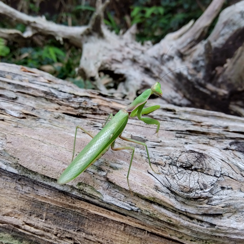 朽木の上で静止しているハラビロカマキリのオスの姿。