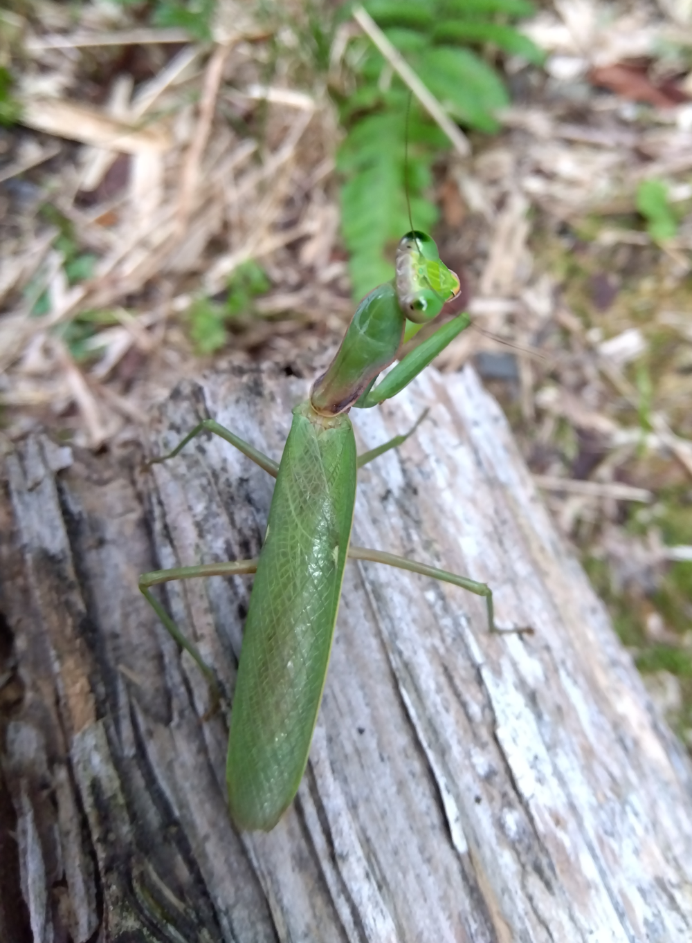 朽ち木に静止しているハラビロカマキリのオス。背中の翅、中央の左に白い斑点がハラビロカマキリの特徴を表している。