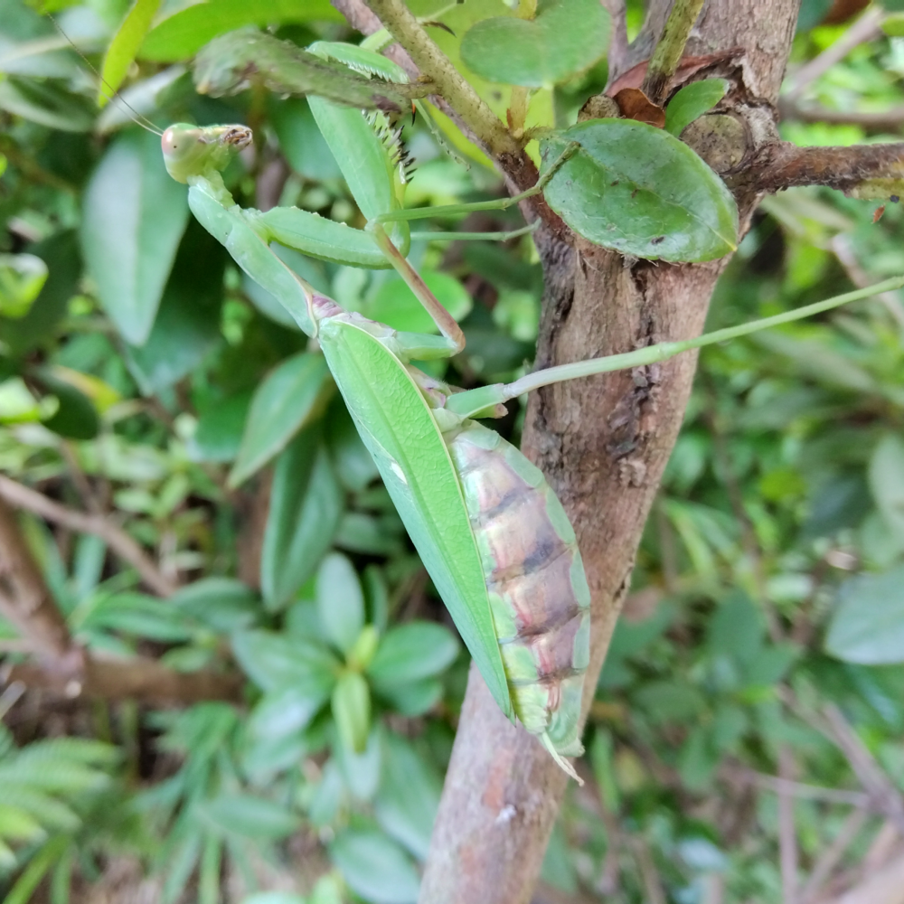 木の枝に、ハラビロカマキリのメスが掴まっている様子。交尾を終えて、卵でお腹が膨らんでいる。