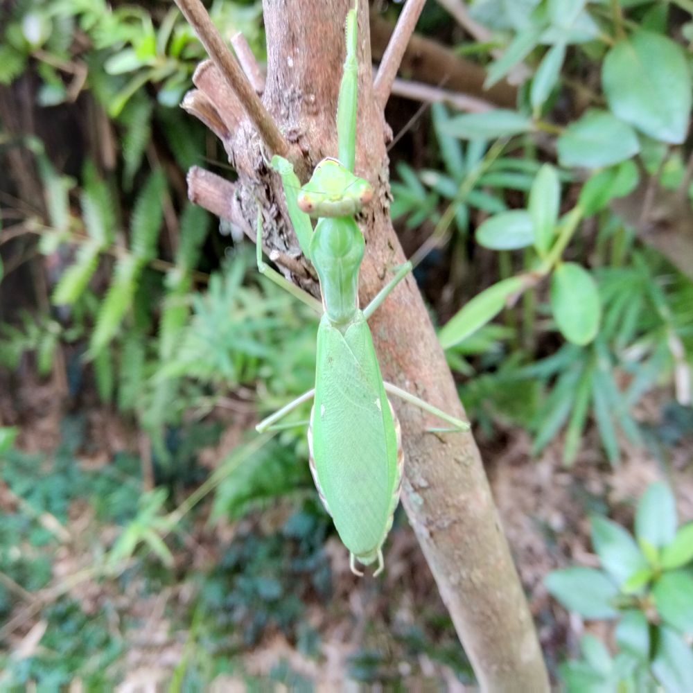 木の枝に掴まっているハラビロカマキリのメス。背中の翅、中央の左右にある白い斑点がハラビロカマキリの特徴。