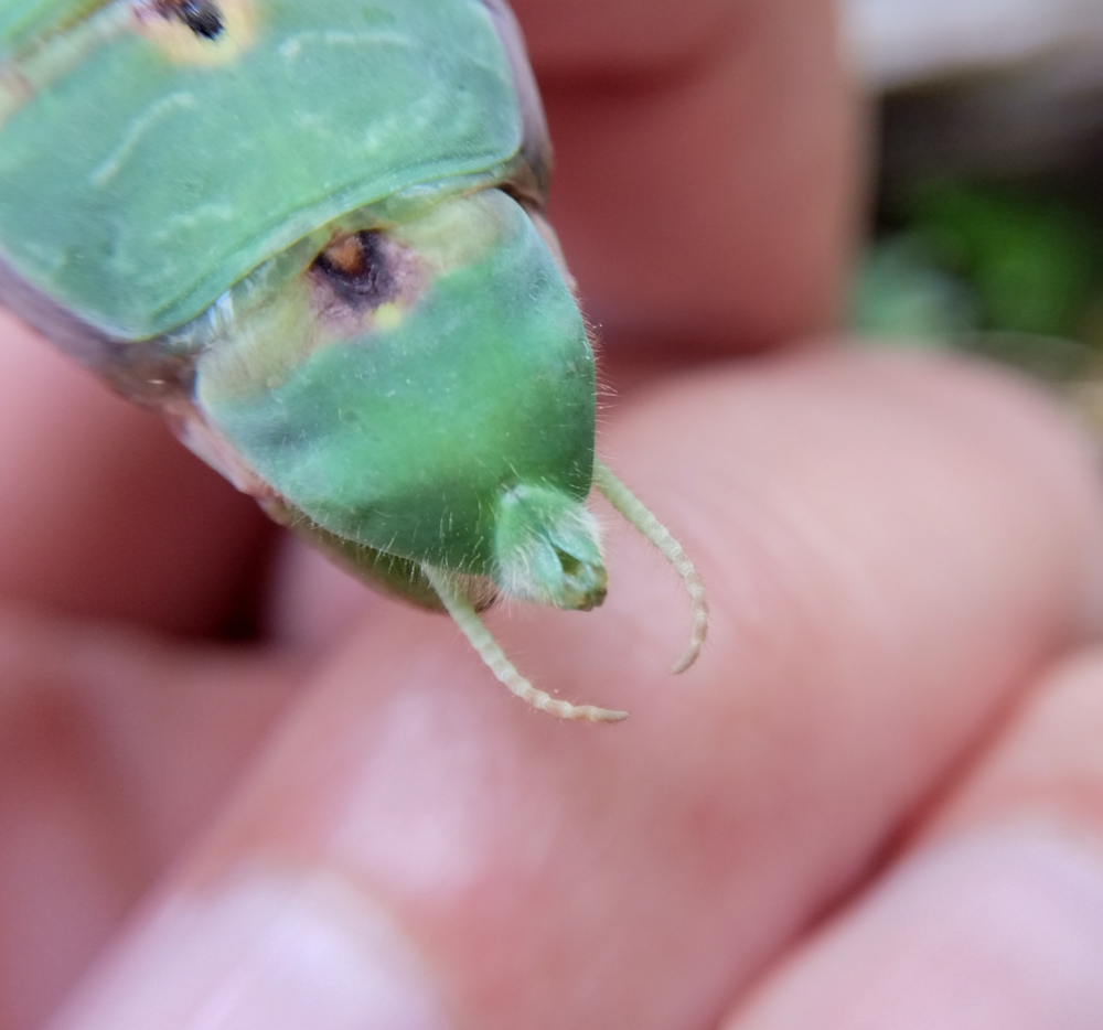 ハラビロカマキリのメスお尻のマクロ写真。尾角が2本あるのがメスというのがわかる。