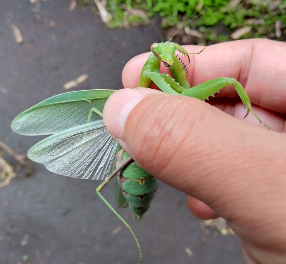 ハラビロカマキリのメスの下羽の模様。半透明の薄い緑色をしている。