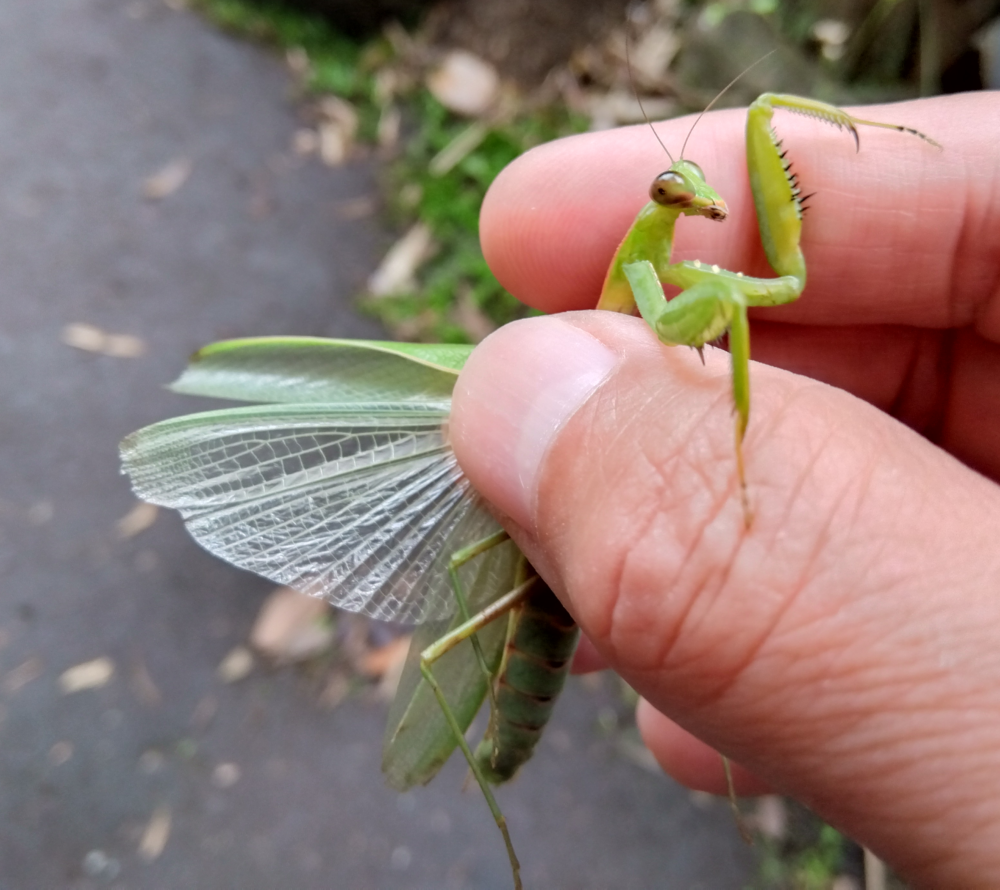 ハラビロカマキリのオスの下羽の模様。半透明の薄い緑色をしている。