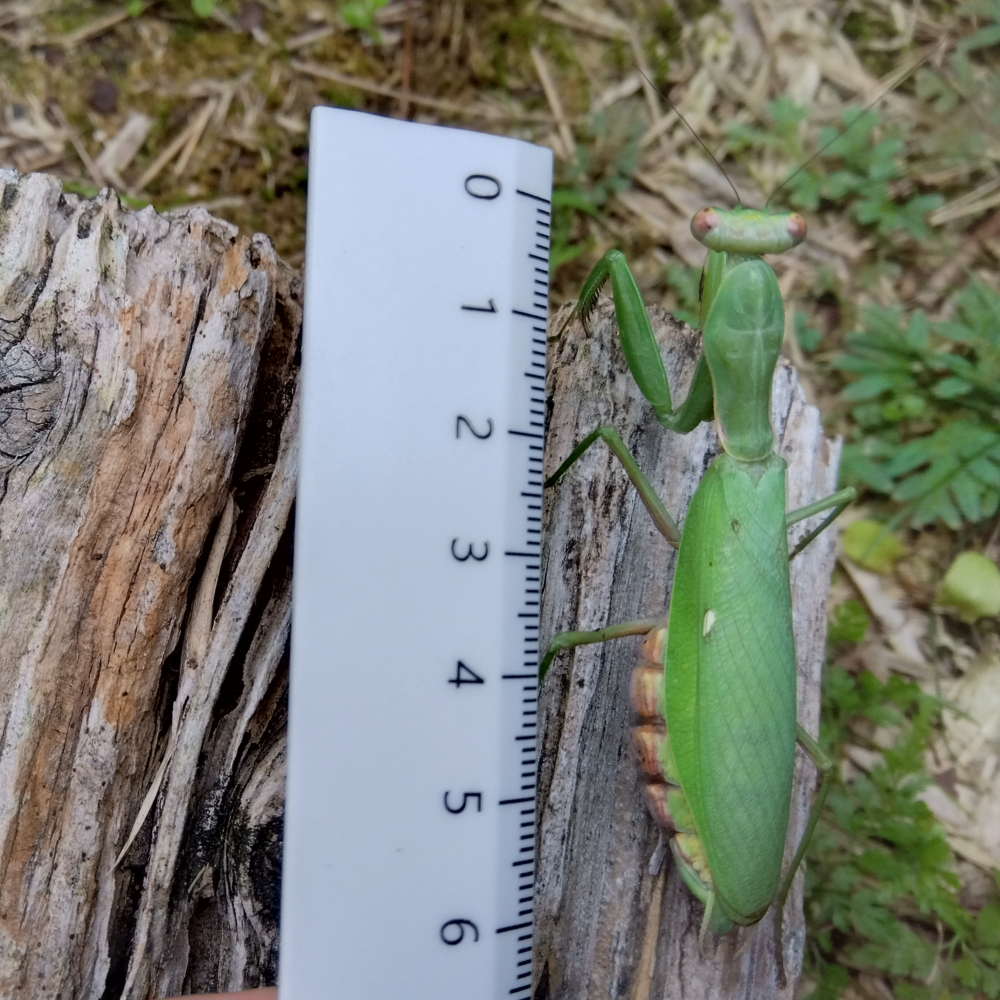 朽ち木の上でハラビロカマキリのメスが静止している。白い定規で体長を測定し、体長6㎝あるのがわかる。